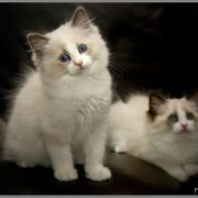 Kattunger