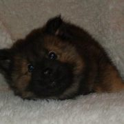 Willowfalls puppies