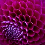 Flowers hearts