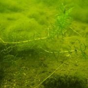 Tauchen Süßwasser