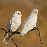 Birds of South Australia