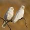 Birds of South Australia