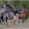 Wild Horses