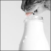 Katzen