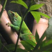 Reptiles