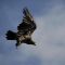 Johnstone Strait Ultimate