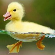 ducklings-goslings-baby_swans