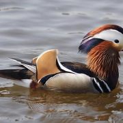 Watervogels_album7