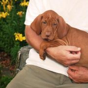 Ginger's Pups 8 Weeks Old