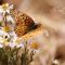 NaomiCostalesPhotography (Nature)