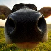 Cows & more
