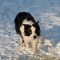 120204 Prommenad och vallning
