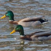 Ptáci - Birds