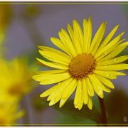 Gelbe Blüten im Mai