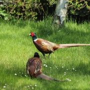 Pheasant in the garden