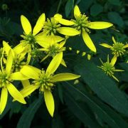 Weeds and Wildflowers-Summer