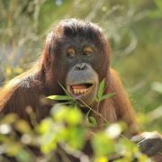 Orang Utan im neuen Gehege