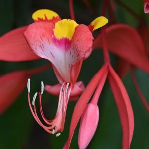 Botanic-Garden Eden auf Hawaii