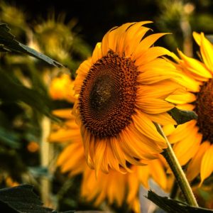 Sunflowers and sunset 2017