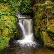 The Black Forest I