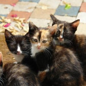 Kittens Housecat Blacky