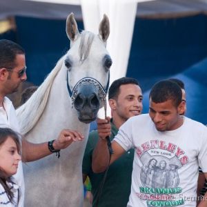 The Egyptian National Arabian Horse Championship - April 2012
