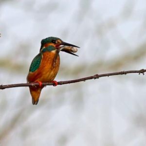 IJsvogel - Kingfisher - Martin Pecheur