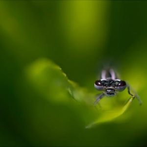 Macro's Libellen, Juffers en Vlinders