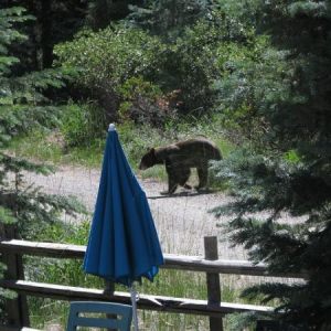 Bear in the pond on 2012-07-27