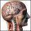 Direct2Brain
