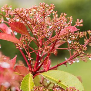 Gouttes d'eau sur photinia red robin