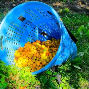 HIMALAYA  MANALI KULLU VALLEY
