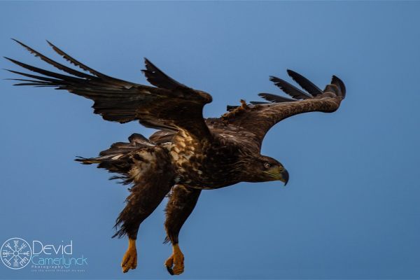 See Eagles @ Norway