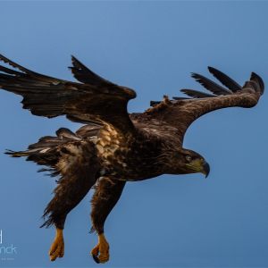 See Eagles @ Norway