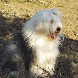 Old English Sheepdogs