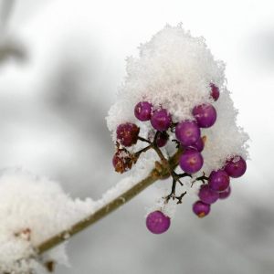 Schneedetails