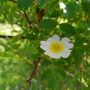 Wildrosen Ebertseifen