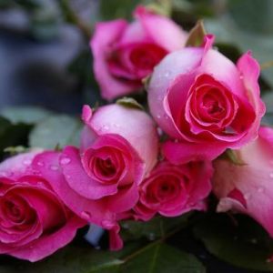 Roses and other flora