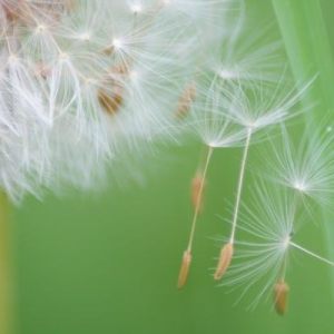 Macro