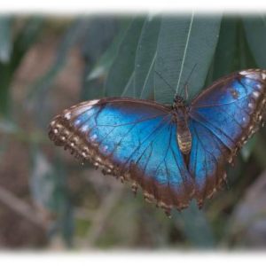 2012-09-17 butterflies