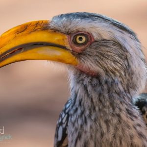 Birds of Namibia