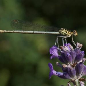 Insecten en spinnen