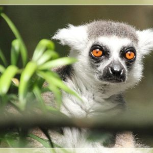 Apies kijken in Monkeyland ~ Zuid-Afrika