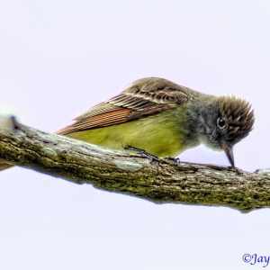 World Bird Photos Part 2: Passerines (Funariids through Siskins, Crossbills, and Allies)