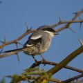 Shrikes