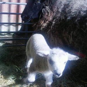 Looking at our lambs born in April