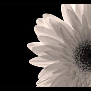 Black and white flowers II