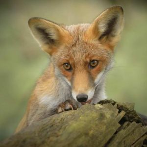 Morning Fox