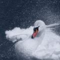 Nature-Schwanen- World