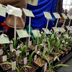 2018-02-24 Luisenpark Mannheim Schneeglöckchentage